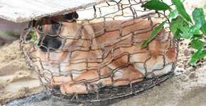 Petição obriga China a banir carne de cachorro em festival