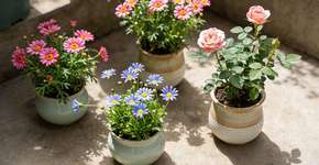 Foto: (Imagem sem texto alternativo disponivel ID [2695020])