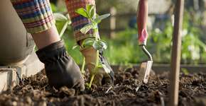 Foto: (Imagem sem texto alternativo disponivel ID [1098109])