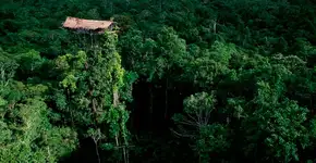 Korowai, a tribo que vive em casas na árvore construídas a 30 metros de altura