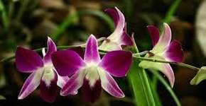 Foto: (Imagem sem texto alternativo disponivel ID [1865776])