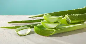 Foto: (Imagem sem texto alternativo disponivel ID [2610335])