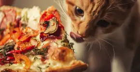 ‘Dia do Gato’ em pizzaria paulistana busca lar para os felinos