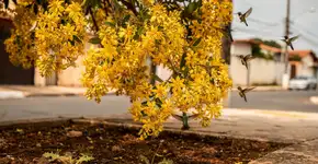 Foto: (Imagem sem texto alternativo disponivel ID [2726759])