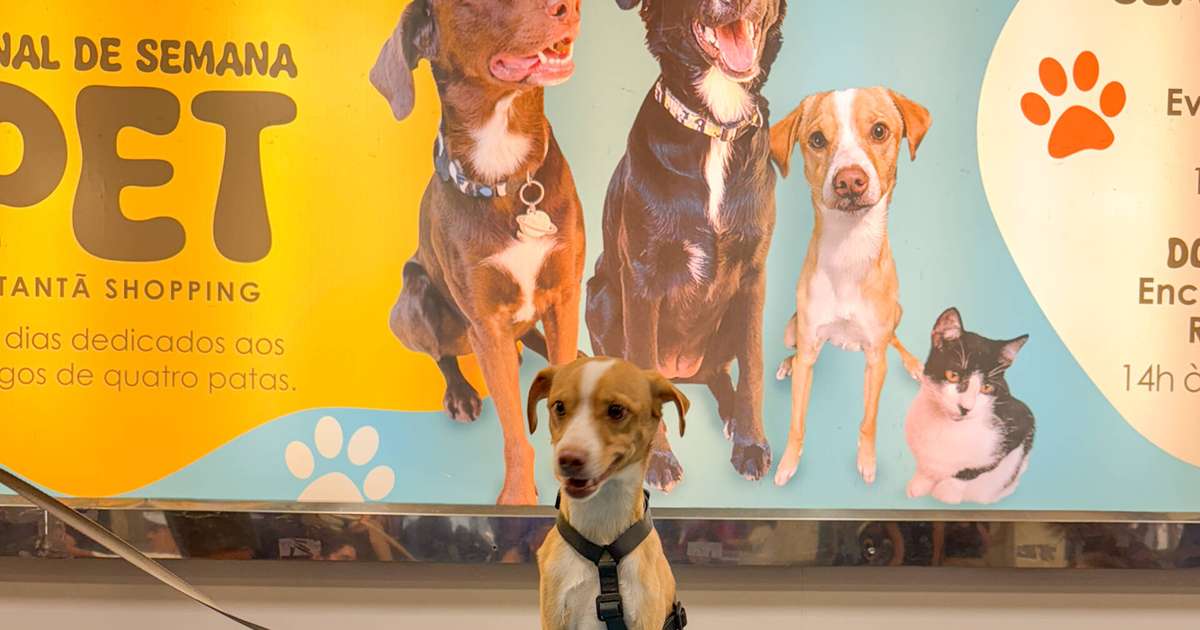 Butantã Shopping promove encontro de cães da raça Westie neste fim de semana