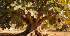 Foto: (Imagem sem texto alternativo disponivel ID [2697873])