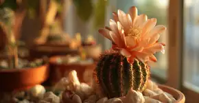 Método infalível faz cactos mais teimosos explodirem em flores coloridas e vibrantes