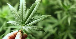 Maconha não faz tão mal para saúde física, segundo pesquisa