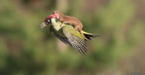 Foto: (Imagem sem texto alternativo disponivel ID [1895170])