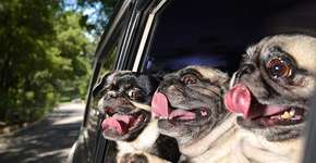 Foto: (Imagem sem texto alternativo disponivel ID [569293])