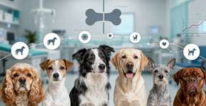 Qual é a idade em que um cachorro envelhece, de acordo com seu porte e raça?