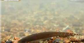 Peixes voltam a rio do Espírito Santo, despoluído com eucaliptos