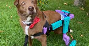 Ação do projeto Cãodeirante