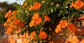 A planta que cresce mais de 8 metros cobrindo muros e varandas com flores vibrantes rapidamente