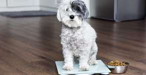 Foto: (Imagem sem texto alternativo disponivel ID [2624563])