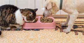 Foto: (Imagem sem texto alternativo disponivel ID [2632139])