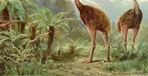 Cientistas tentam reviver ave gigante de 3 metros com tecnologia de ponta