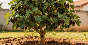 Foto: (Imagem sem texto alternativo disponivel ID [2723136])