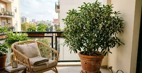 A árvore mais aromática do mundo: como cultivá-la em vaso e reinventar sua varanda