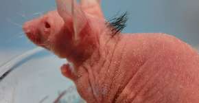 Foto: (Imagem sem texto alternativo disponivel ID [1859357])