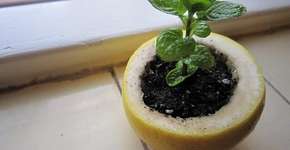 Foto: (Imagem sem texto alternativo disponivel ID [878420])