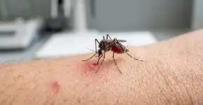 Por que os mosquitos picam algumas pessoas mais do que outras?