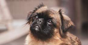 Foto: (Imagem sem texto alternativo disponivel ID [2597776])