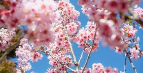 Aliança Francesa recebe a peça ‘O Jardim das Cerejeiras’ 