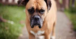 5 cuidados essenciais para a saúde do seu cachorro idoso