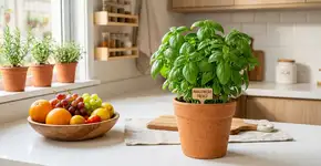 Chega de moscas na cozinha: existe uma planta que as espanta, e é uma das mais fáceis de cultivar em vaso