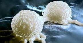 Foto: (Imagem sem texto alternativo disponivel ID [1835729])