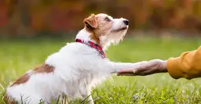 Estudo revela como os cães podem “adquirir” traços de personalidade de seus donos