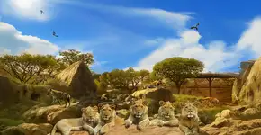 Busch Gardens Tampa terá atração inspirado na savana africana