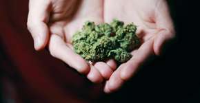 Composto da maconha pode ser solução para um dos maiores problemas na medicina