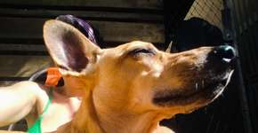 Conheça os nomes mais populares de cachorros no Brasil