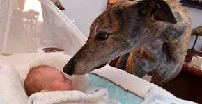 Cachorro que tinha medo de pessoas se apaixona por irmão humano