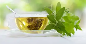 Chá verde reduz gordura corporal; veja outros benefícios