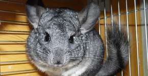 Projeto de Lei proíbe criação de animais para fazer pele, mas não evita chacina de chinchilas