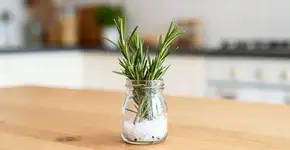 Alecrim com sal grosso, a mistura que virou queridinha para limpeza energética da casa