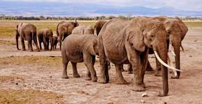 Elefantes africanos podem ser extintos em 20 anos