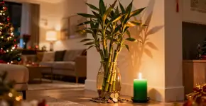 Rituais do Feng Shui para começar dezembro com o pé direito