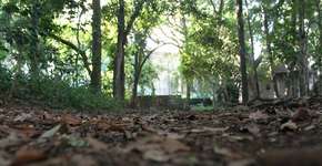 Bloco O Samba Brilha homenageia o futebol, Carlos Dafé e Efson