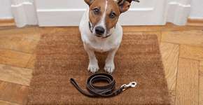 Foto: (Getty Images/iStockphoto)