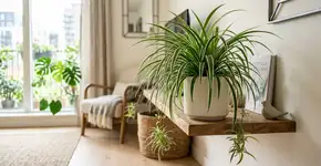 A planta que antes era febre na Grécia, hoje decora a sala e ajuda a filtrar o ar em apartamentos pequenos
