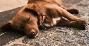 Decisão histórica: Justiça garante pagamento mensal para cachorro com doença rara