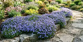 Cascata azul no seu jardim: expulsa as ervas daninhas e floresce durante dois meses – uma planta perene mágica.
