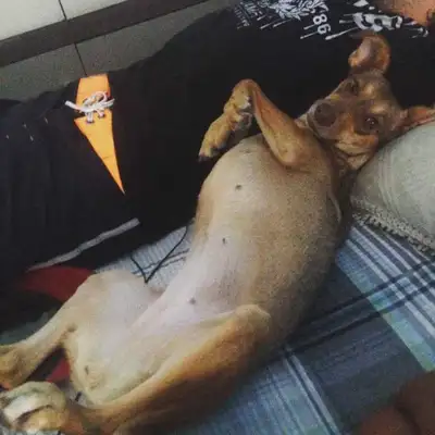 Veja alguns dos cães e gatos que já estão participando do #MostreABarriguinha!