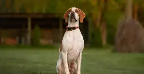 Foto: (Imagem sem texto alternativo disponivel ID [2672493])