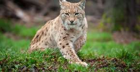 Foto: (Imagem sem texto alternativo disponivel ID [2673305])