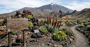 Foram aprovados planos para salvar flora ameaçada com investimento milionário